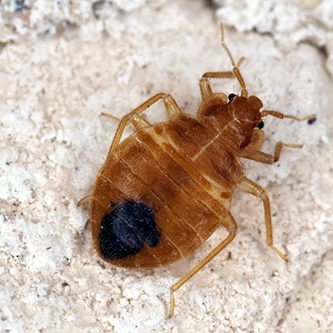 Bed bug Cimex lectularius parasitic insects of the cimicid famil