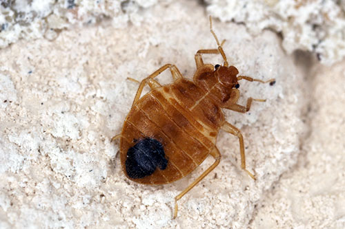 Bed bug Cimex lectularius parasitic insects of the cimicid famil