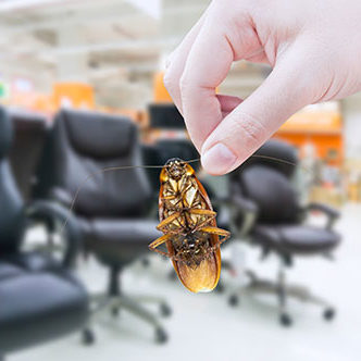 Hand holding cockroach in the shopping mall,eliminate cockroach in office equipment