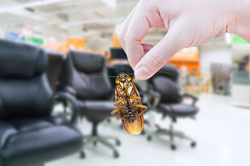 Hand holding cockroach in the shopping mall,eliminate cockroach