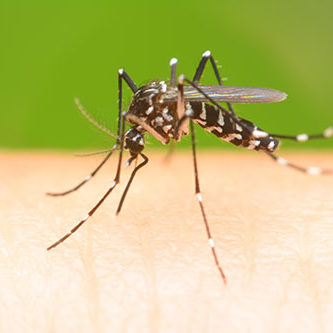 Mosquito on a human hand sucking blood