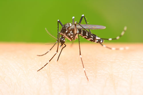 Mosquito on a human hand sucking blood