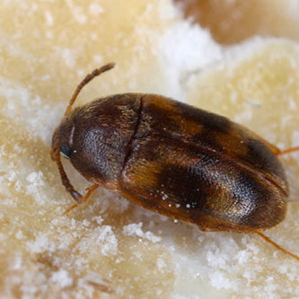 Litargus balteatus - Stored Grain Fungus Beetle. Common pest of