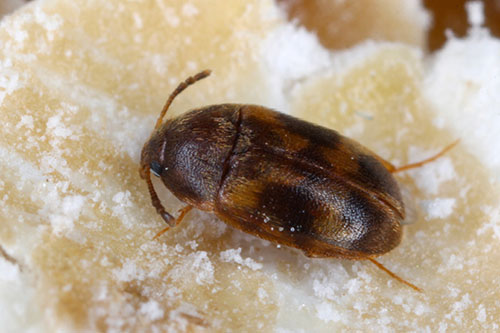 Litargus balteatus - Stored Grain Fungus Beetle. Common pest of