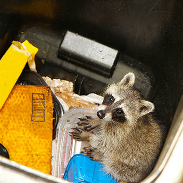 Young raccoon stuck in a garbage container looking for food