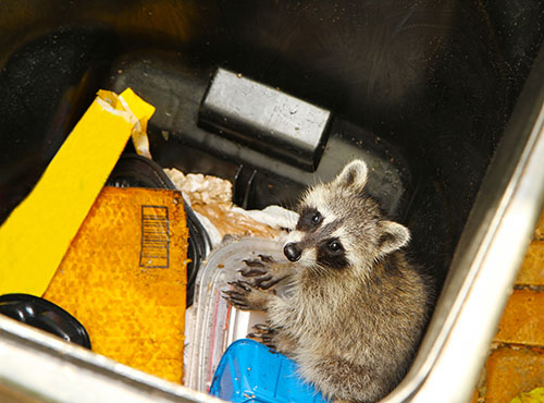 Young raccoon stuck in a garbage container looking for food