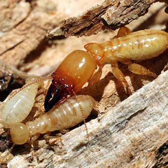 Soldier Termite with Workers