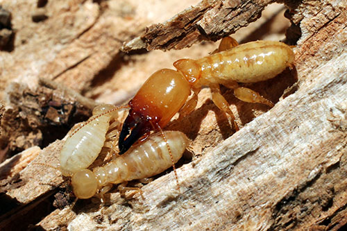 Soldier Termite with Workers