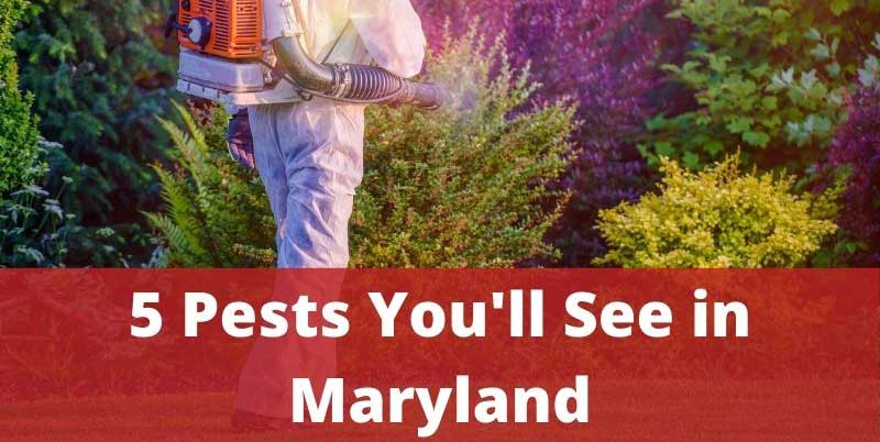 5 Pests You'll See in Maryland